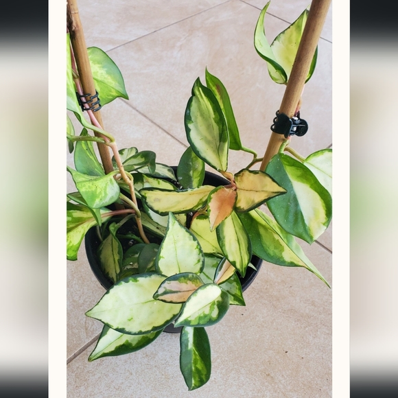 Hoya Krimson Princess 3" pot - Picture 2 of 5